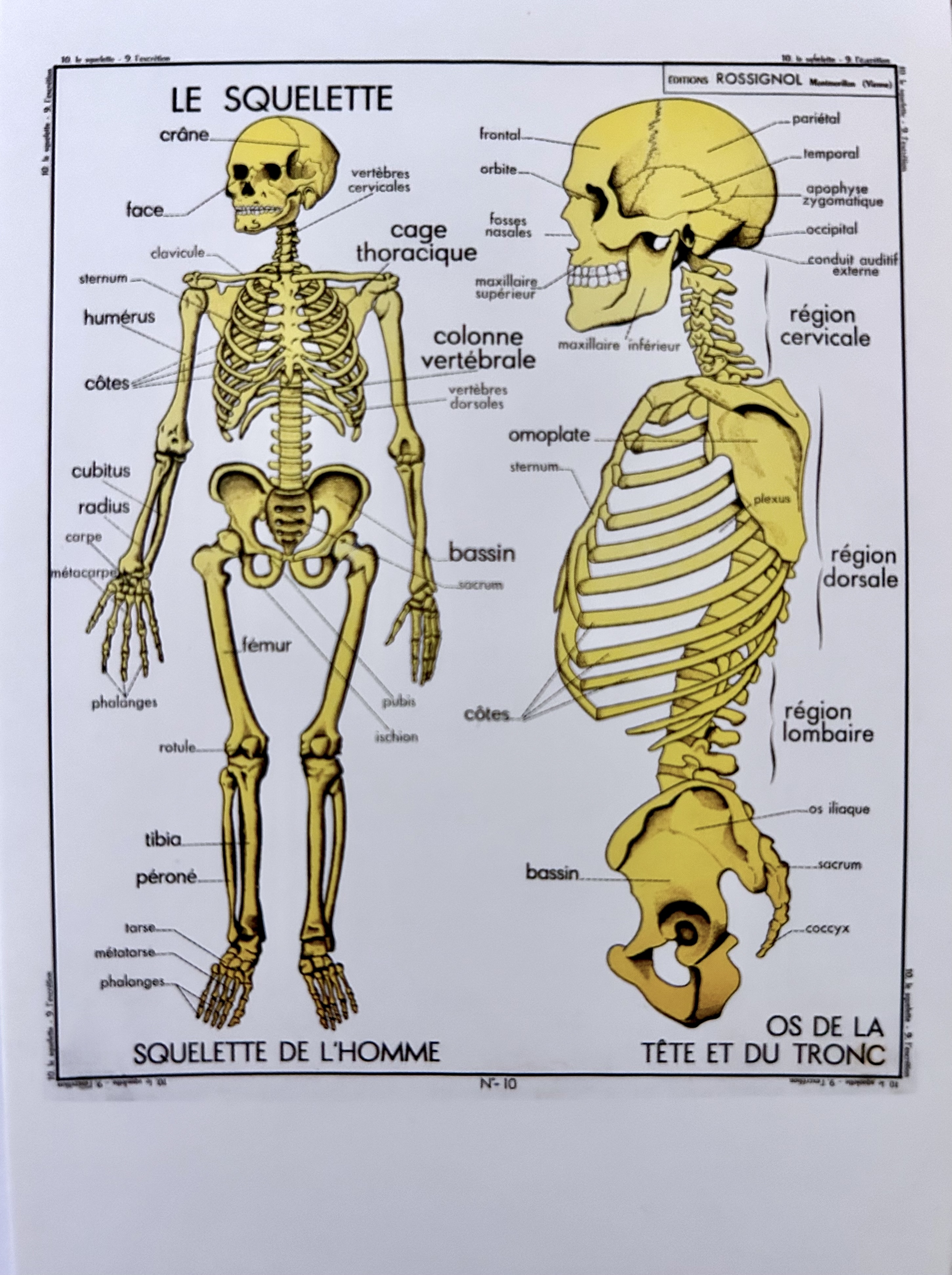 The Skeleton – Postcards Etc